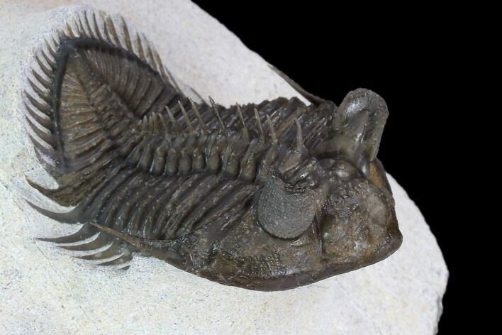 Tower Eyed Erbenochile Trilobite - Top Quality #128993